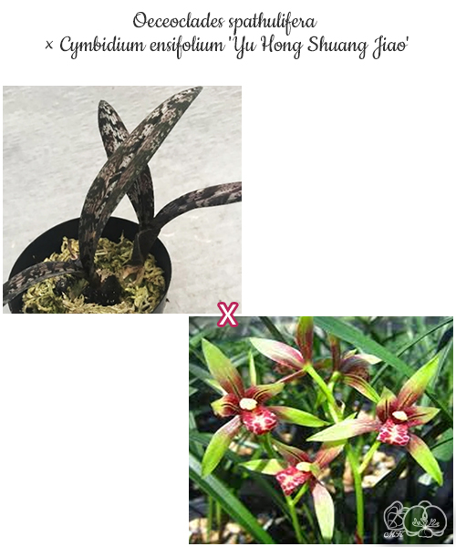 美琪園藝Miki Orchid - 批發專區